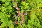 2014-07-05_Laengental-N-Hochweg (672). JPG